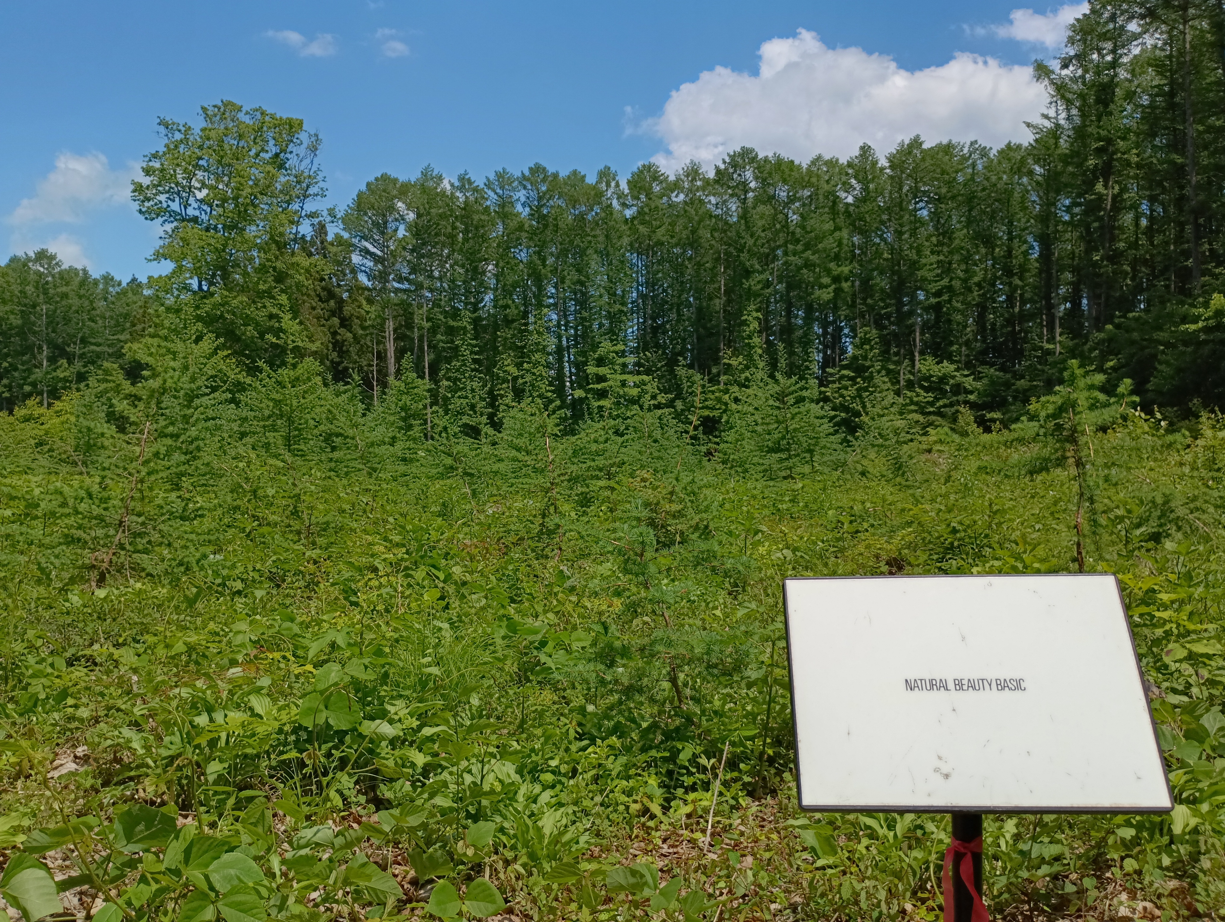 NATURAL BEAUTY BASICの森